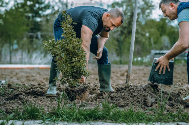 Lawn Maintenance Plans in Port Dickinson, NY